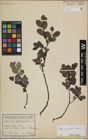 Foto von Salix myrsinifolia Salisb.